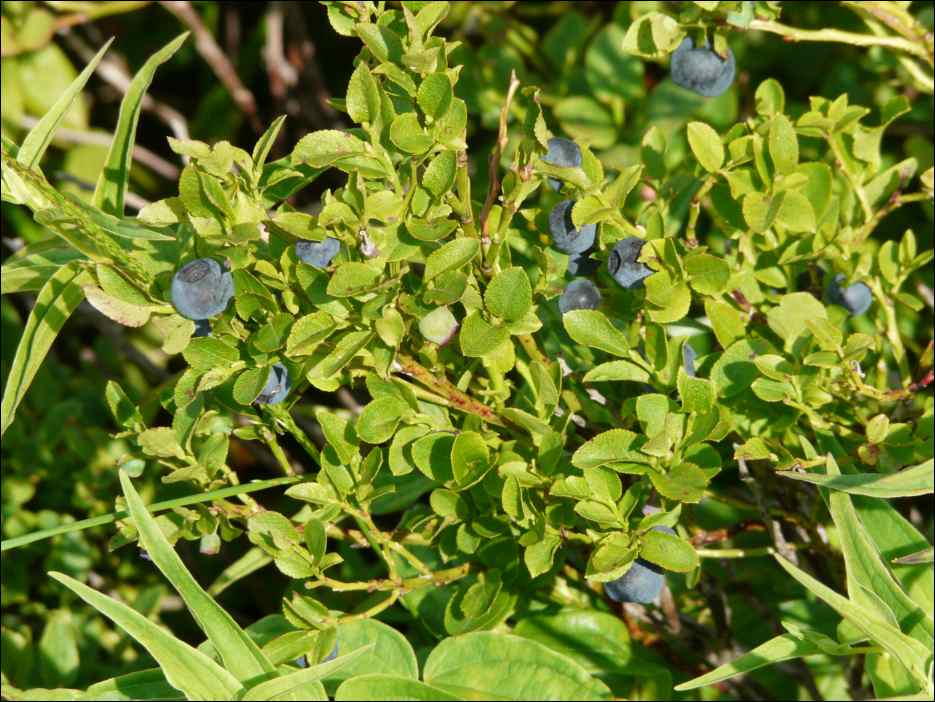 P1090973