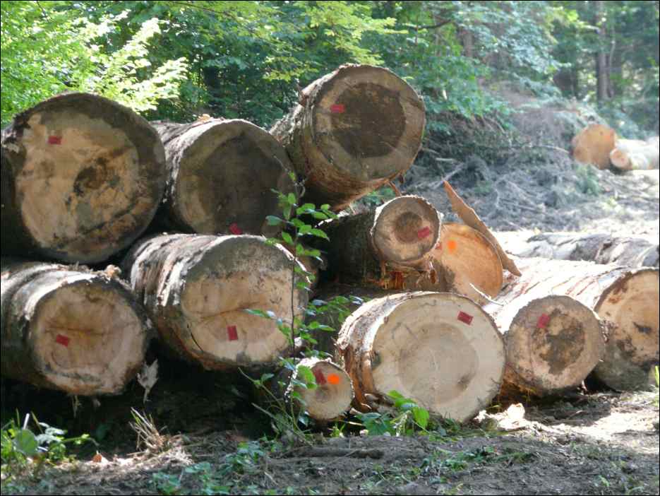 P1100018