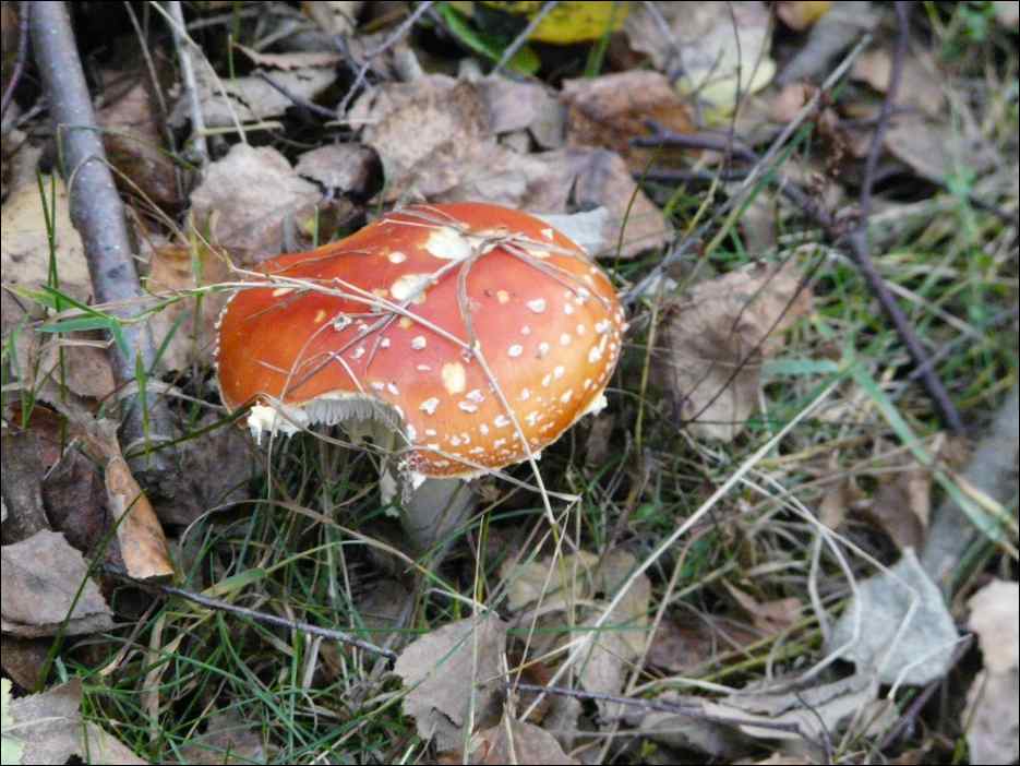 P1100524