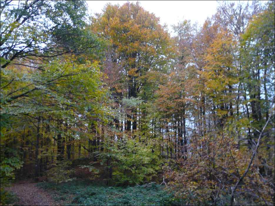 P1100638