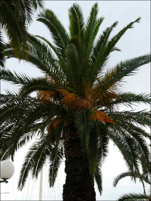 P1130952