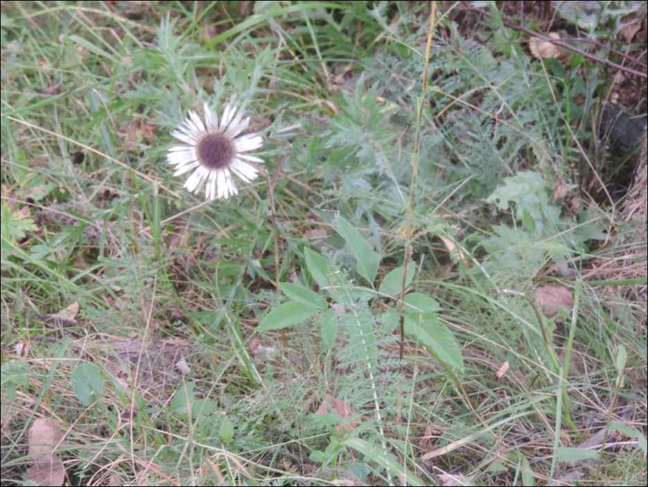 DSCN3722