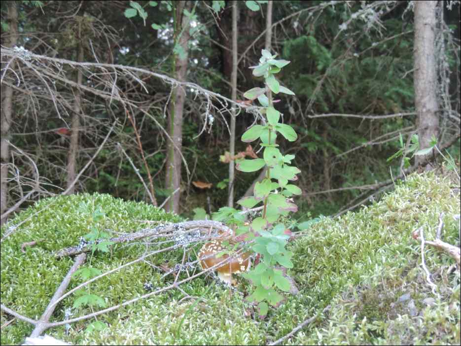 DSCN3767