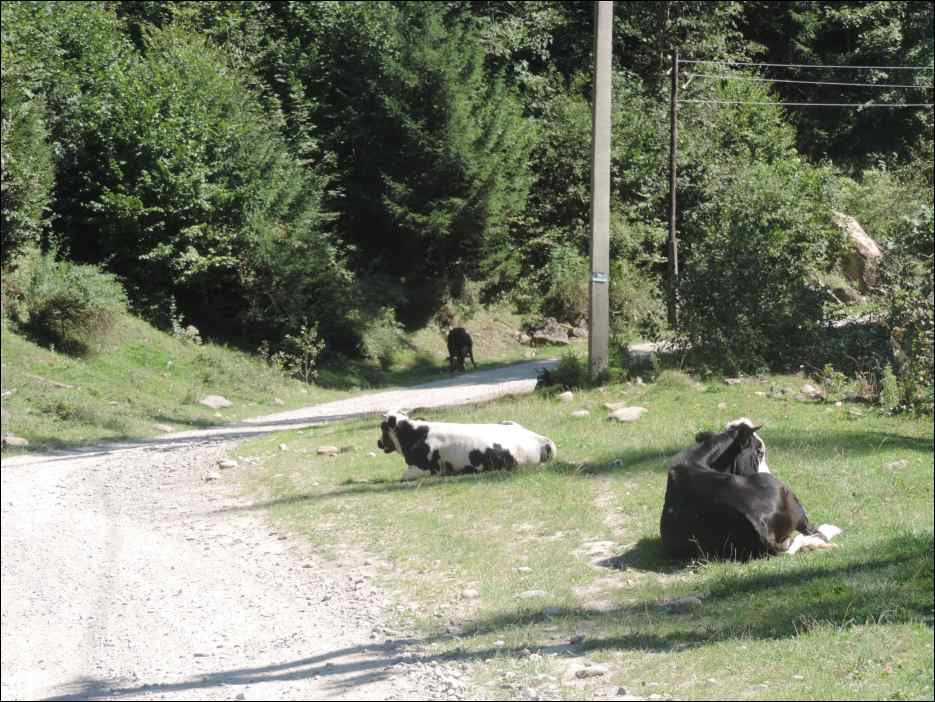 DSCN3794
