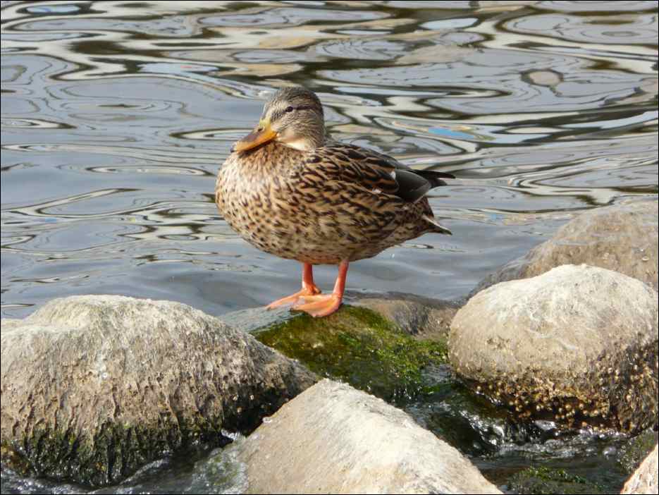 P1050077