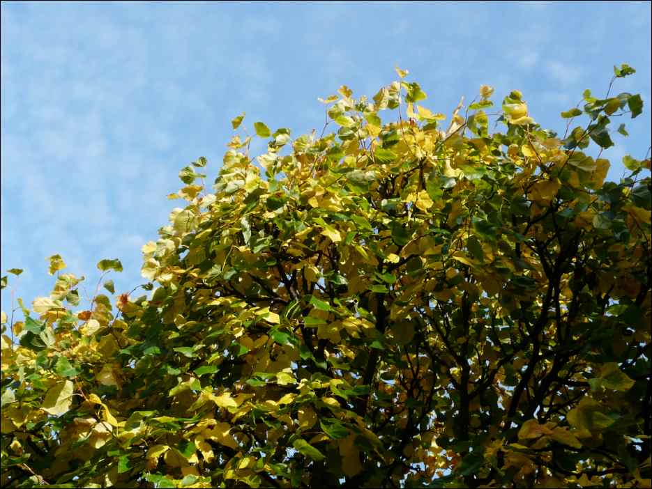 P1050269