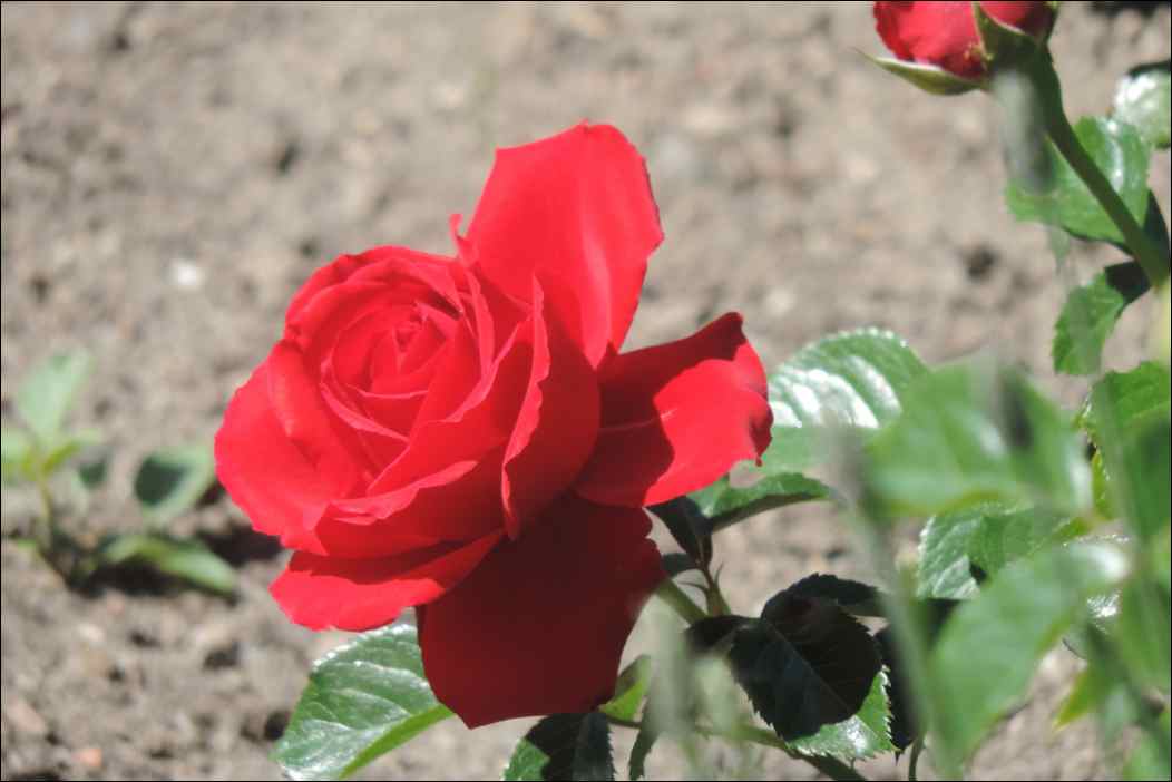 DSCN2217