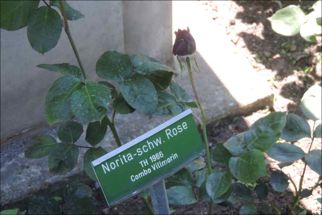 DSCN2227
