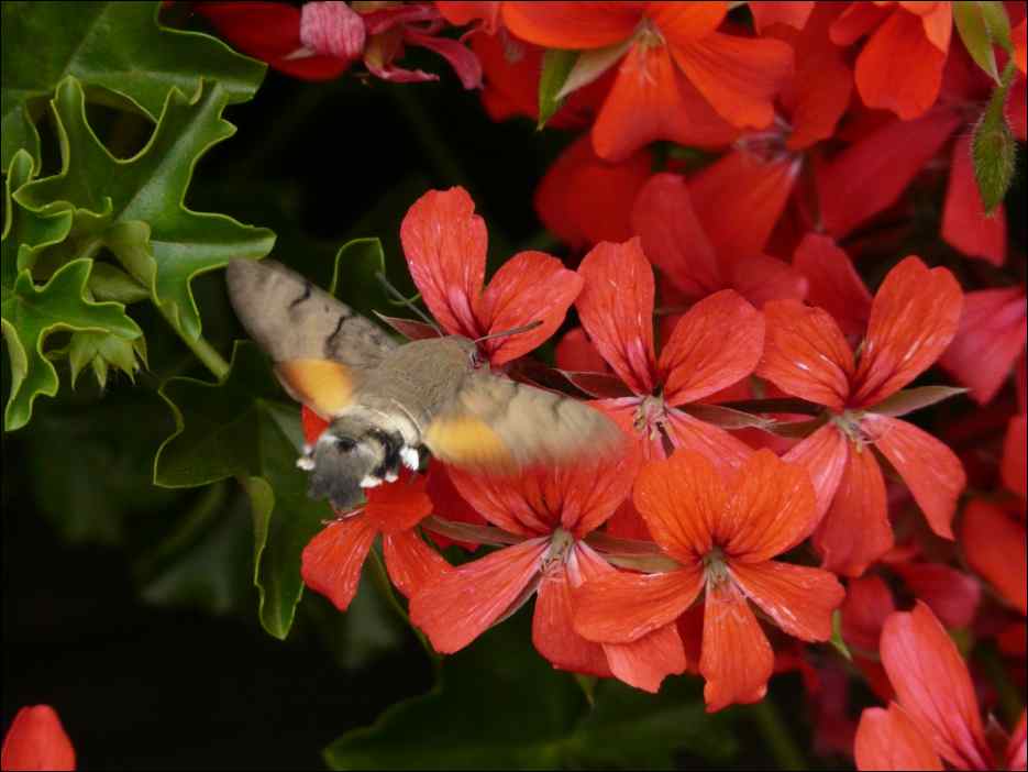 P1100204